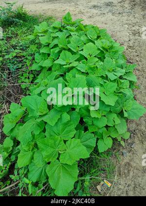 Eine Nahaufnahme Devil's Claw Fotos Hintergrundunschärfe Stockfoto