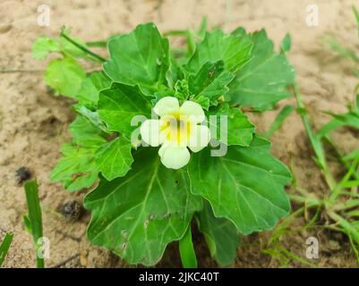 Eine Nahaufnahme von Gokharu ayurvedischen Heilpflanzen Blumen Stockfoto