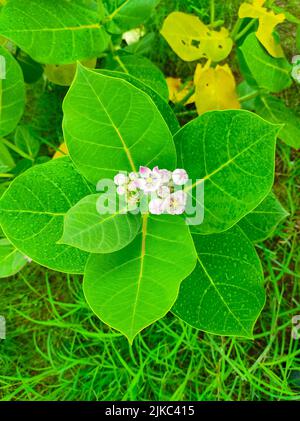 ACloseup Aufnahme von Safed Aak Flowers Selective Fokus auf Motiv Hintergrund Blau Stockfoto
