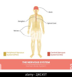 Hauptkomponenten Des Menschlichen Nervensystems Auf Weißem Hintergrund. Stock Vektor