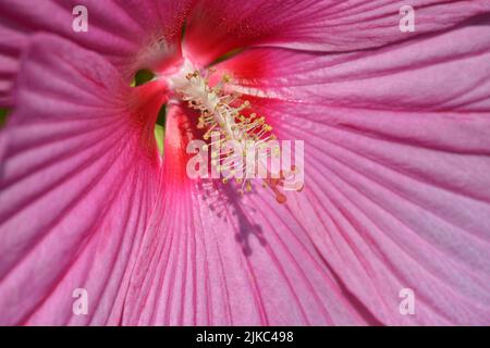 Makro der Rosenmalge (Hibiscus moscheutos) mit großen Blüten Stockfoto