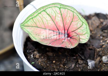 Caladium, Caladium Bicolor Vent oder Caladium Bicolor oder Caladium sp Mingmongkon und Regentropfen oder Tautropfen Stockfoto