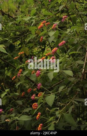 Helle Blüten von lantana, die auf grünem Strauch blühen Stockfoto