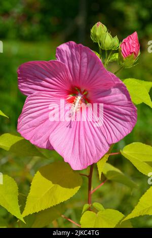 Nahaufnahme von Rosenmalge (Hibiscus moscheutos) mit großen Blüten Stockfoto