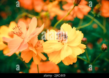 Eine Biene, die auf hellen Schwefelkosmos blüht Stockfoto