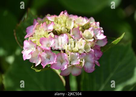 Ziemlich blassrosa und weiß blühender Hortensienbusch im Sommer. Stockfoto