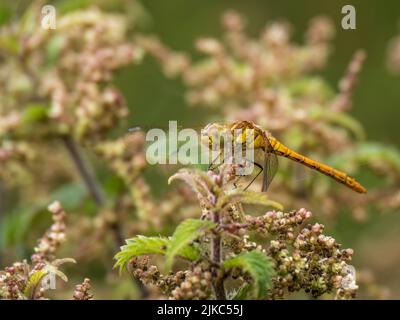 Weibliche Gemeine Libelle alias Sympetrum striolatum, Profil, auf Brennnessel ruhend. Stockfoto