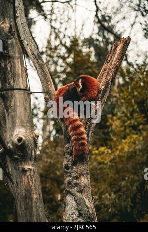 Eine vertikale Aufnahme von rotem Panda, der auf Baumstamm bieret und im Wald schläft Stockfoto