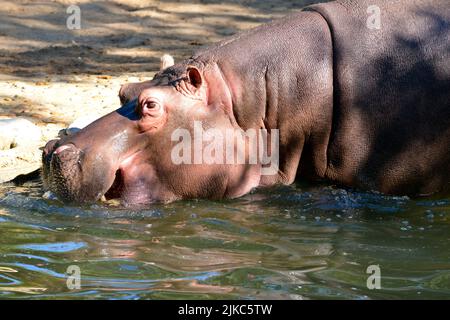 Nahaufnahme von Hippopotamus amphibius im Wasser aus dem Profil Stockfoto