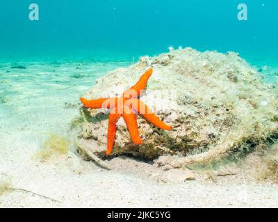 Ein Seastar auf einem Felsen an einem Sandstrand. Mediterraner Urlaub Foto. Türkisblaues Wasser im Hintergrund Stockfoto