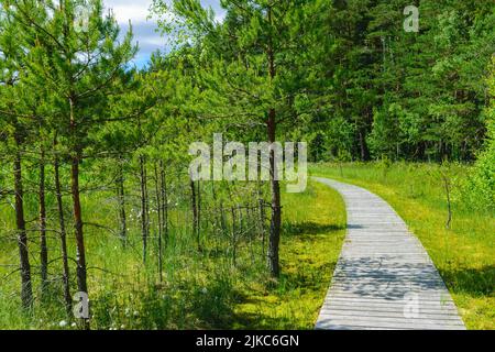 Hölzerne Fußgängerbrücken, sumpfiges Seeufer, Sumpfpflanzenvegetation, Bilska-See, Landkreis Smiltes, Lettland Stockfoto