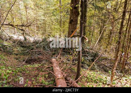 Windblown Bäume im Wald nach starkem Sturm und Schnee Stockfoto