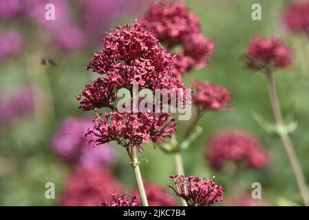 Nahaufnahme eines sonnendurchfluteten roten Baldrian-Blütenkopfes und eines Stems (Centranthus ruber) gegen den rosafarbenen und roten unscharfen Baldrian- und grünen Blatthintergrund, Großbritannien Stockfoto