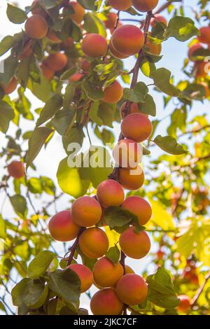 Aprikosen. Reife leckere Aprikosenfrüchte in einem Obstgarten. Landwirtschaft und Erntekonzept. Stockfoto