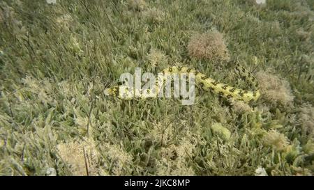 Nahaufnahme von Moray schwimmt langsam im grünen Seegras. Schneeflockenmoräne oder Sternenmoräne (Echidna nebulosa) auf Seegras Zostera. Rotes Meer, Ägypten Stockfoto