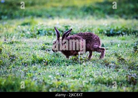 Ein europäischer Hase (Lepus europaeus), der auf einem grünen Gras sitzt Stockfoto
