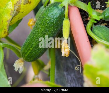 Eine Gurke, die auf einer Gurkenrebe in einem Außentopf wächst. Stockfoto