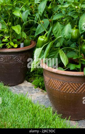 Tontopf, gefüllt mit grünen Paprika-Pflanzen. Stockfoto