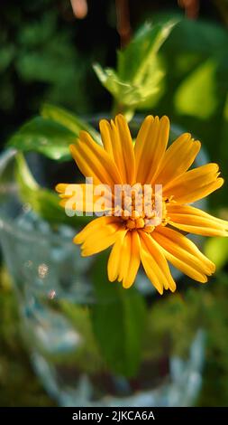 Eine Nahaufnahme von schleichenden Ochsenaugen-Blüten, die im Garten blühen Stockfoto