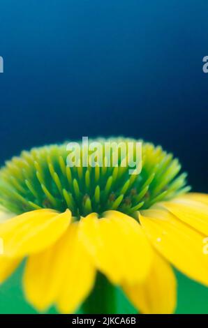 Eine leuchtend gelbe Gerbera-Blume, die auf einem Hintergrund aus Grün und Blau steht. Stockfoto