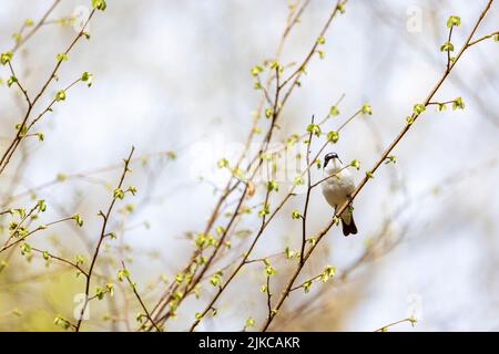 Europäischer Rattenfänger (Ficedula hypoleuca) männlich Stockfoto
