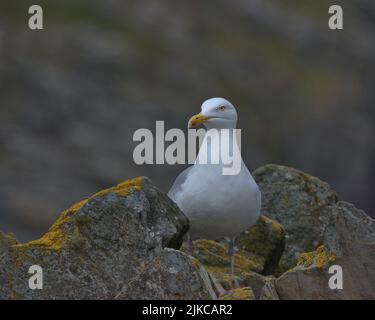 Europäische Heringsmöwe auf Felsen. Stockfoto