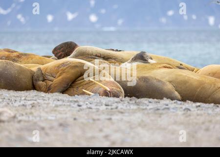 Walross (Odobenus rosmarus) in Svalbard Stockfoto