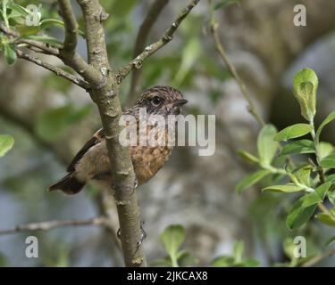 Der junge Stonechat thront auf einem Ast. Stockfoto