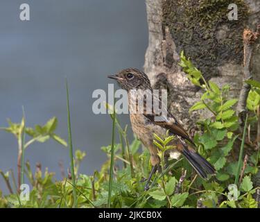 Der junge Stonechat thront auf einem Ast. Stockfoto