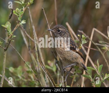 Der junge Stonechat thront auf einem Ast. Stockfoto