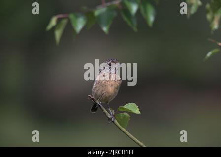 Der junge Stonechat thront auf einem Ast. Stockfoto