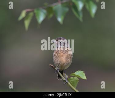 Der junge Stonechat thront auf einem Ast. Stockfoto