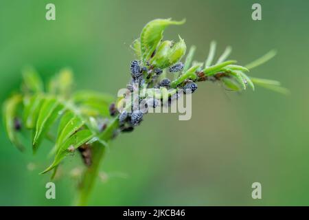 Colony der Blattlaus der schwarzen Bohne aus nächster Nähe. Schwarzfliege oder APhis Fabae Garden Parasit Insect Pest Makro Stockfoto