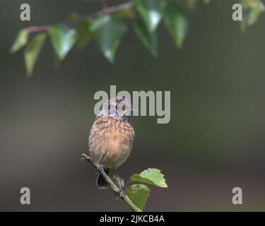 Der junge Stonechat thront auf einem Ast. Stockfoto