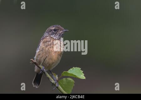 Der junge Stonechat thront auf einem Ast. Stockfoto