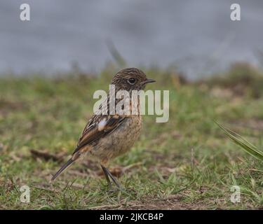 Der junge Stonechat thront auf dem Boden. Stockfoto