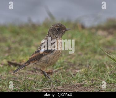 Der junge Stonechat thront auf dem Boden. Stockfoto