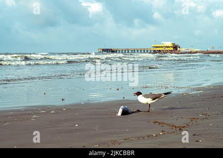 Eine Möwe isst an einem bewölkten Tag Fische an einem Sandstrand vor dem Hintergrund eines welligen Meeres und eines hölzernen Piers Stockfoto