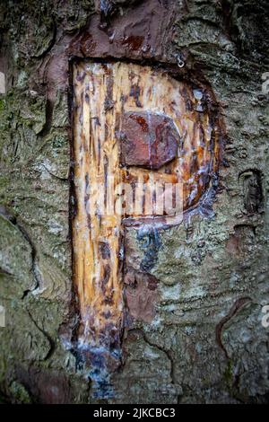 Der Buchstabe P wurde auf den Baumstamm geschnitzt Stockfoto
