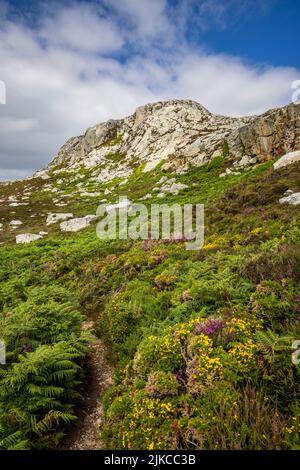 Blühende Heide und Ginster auf Holyhead Mountain, Isle of Anglesey, Nordwales Stockfoto