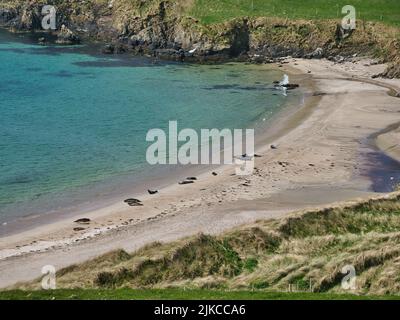 Viele Robben an einem abgelegenen Sandstrand in der Bay of Scousburgh im Süden von Shetland, Großbritannien. Aufgenommen im Frühjahr. Stockfoto