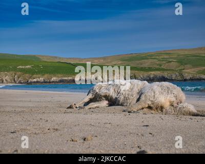 Die Leiche eines toten Schafes wurde am Strand von St Ninian's Isle in Shetland, Großbritannien, ausgewaschen. Aufgenommen an einem sonnigen Tag mit blauem Himmel. Stockfoto