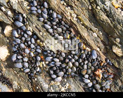 Viele kleine, wilde Muscheln wachsen auf einem Felsen am Scousburgh (Spiggie) Beach in Shetland, Großbritannien. Aufgenommen bei Ebbe an einem sonnigen Tag. Stockfoto