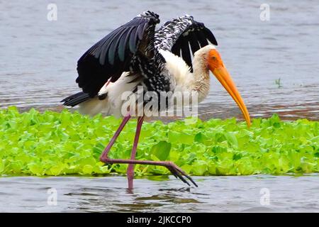 Ajmer, Indien. 01. August 2022. Gemalter Storch (Mycteria leucocephala) im See in Ajmer, Rajasthan, Indien, am 27. Juli 2022. Foto von ABACAPRESS.COM Quelle: Abaca Press/Alamy Live News Stockfoto