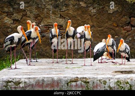 Ajmer, Indien. 01. August 2022. Gemalte Störche (Mycteria leucocephala) im See in Ajmer, Rajasthan, Indien, am 27. Juli 2022. Foto von ABACAPRESS.COM Quelle: Abaca Press/Alamy Live News Stockfoto