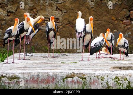 Ajmer, Indien. 01. August 2022. Gemalte Störche (Mycteria leucocephala) im See in Ajmer, Rajasthan, Indien, am 27. Juli 2022. Foto von ABACAPRESS.COM Quelle: Abaca Press/Alamy Live News Stockfoto