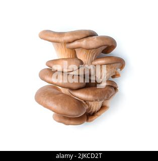 Rohe Austernpilze isoliert auf weißem Hintergrund. Stockfoto