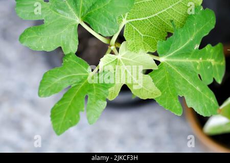Ficus carica, Feige oder gewöhnliche Feigenpflanze oder Feigenblatt Stockfoto
