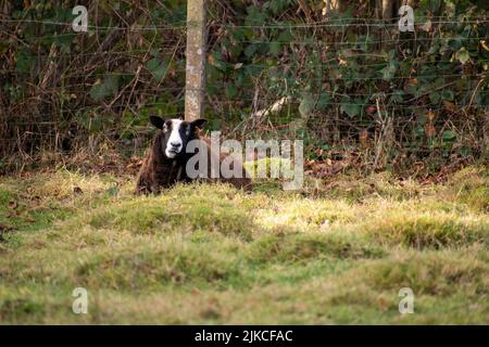 Ein Balwen Welsh Mountain Schaf auf dem Gras sitzen Stockfoto