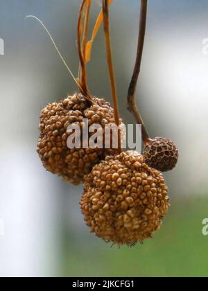 Eine vertikale Aufnahme einer Platanus-Samenkugeln mit unscharfem Hintergrund Stockfoto